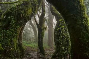 everymans-mountain-forest-001-by-omar-al-gurg