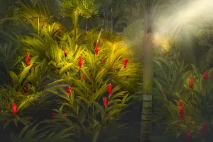 Samuel_Feron_Jungle_YELLOW